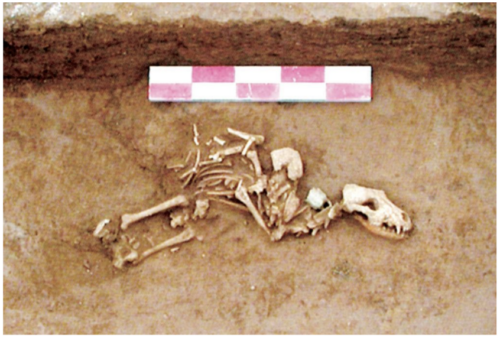 Figure 3 : ossements de chien dans les offrandes à Anyang